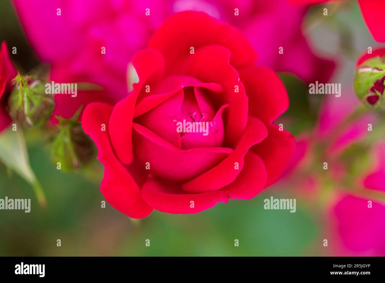 fleur de rose rouge cerise reposant à l'ombre en attendant le soleil Banque D'Images