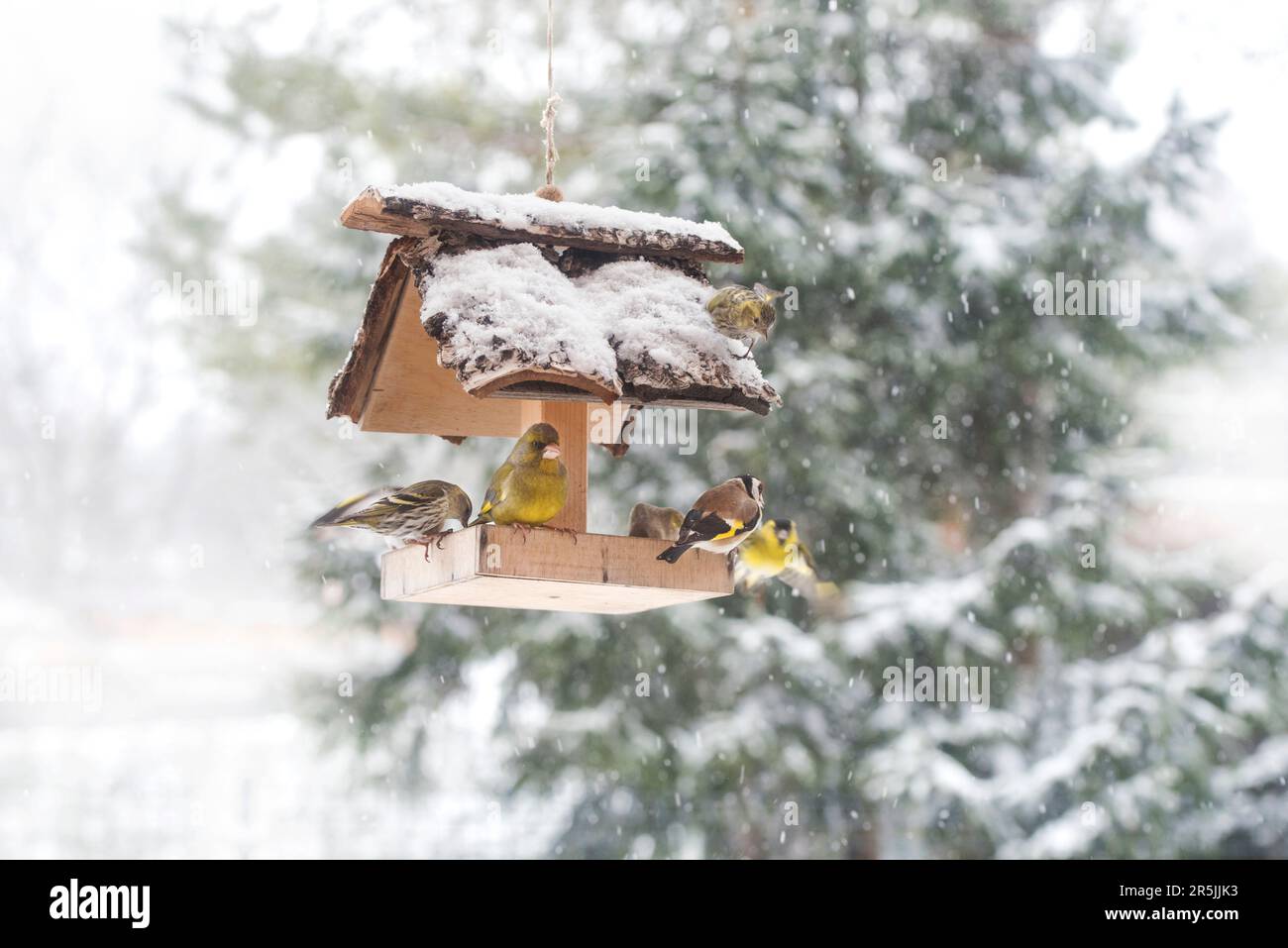 Les Siskin eurasiens et le Goldfinch européen se nourrissent en cabane à oiseaux en hiver enneigé Banque D'Images