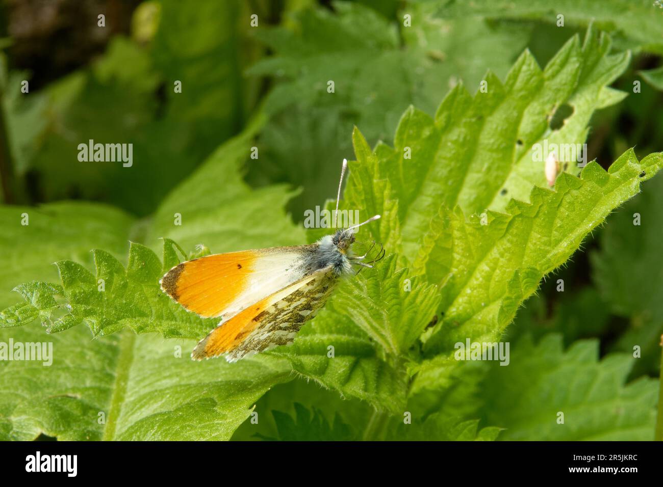 Pointe orange, Anthocharis cardamines (famille des Pieridae), un papillon, sur une feuille d'ortie. Banque D'Images