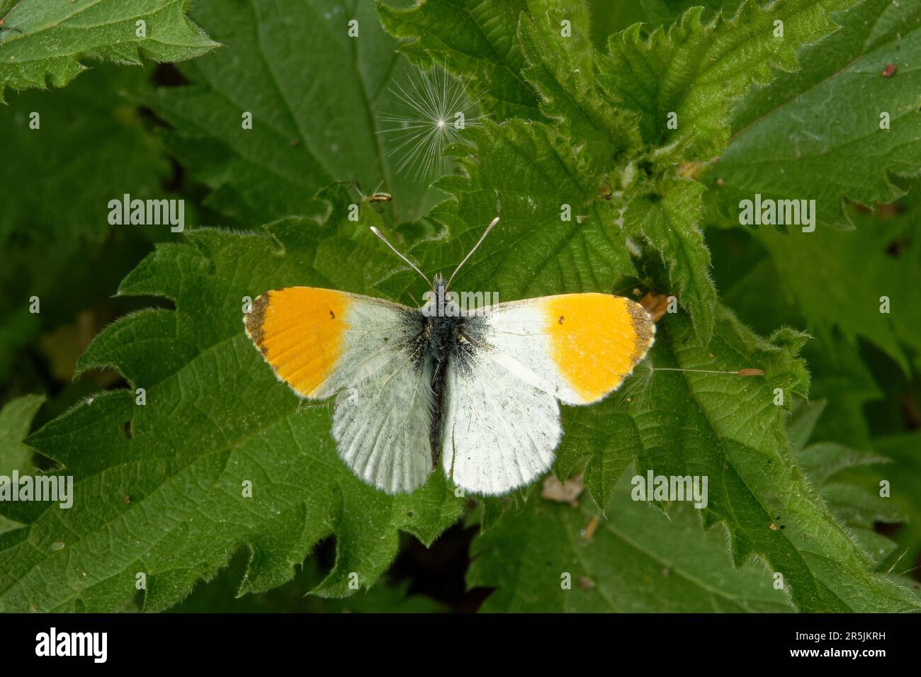 Pointe d'orange, cardamines d'Anthocharis (famille des Pieridae), un papillon et graines de dandelon sur la feuille d'ortie. Banque D'Images