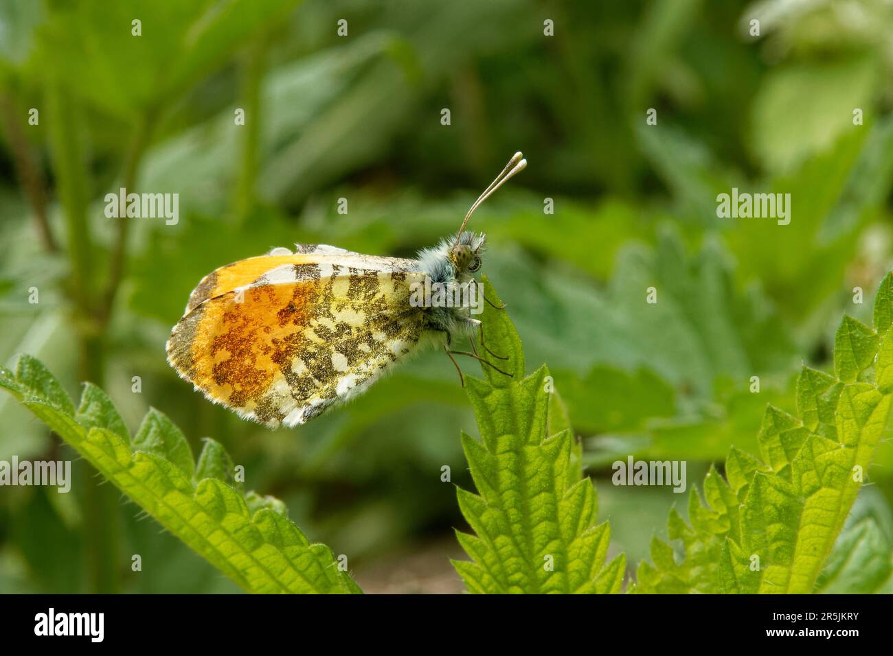 Pointe orange, Anthocharis cardamines (famille des Pieridae), un papillon, sur une feuille d'ortie. Banque D'Images