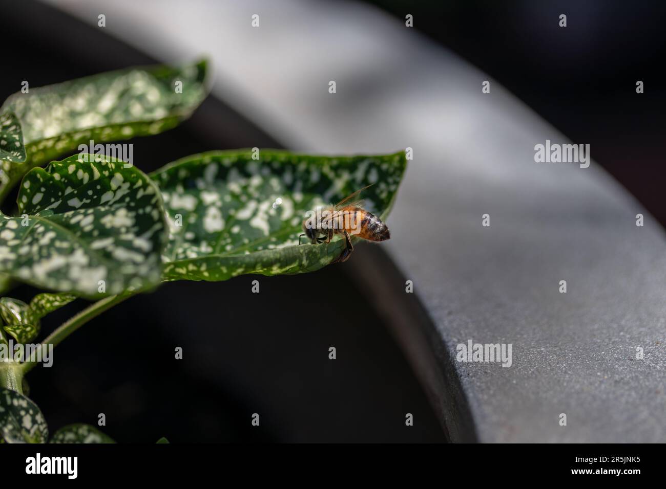 abeilles sur une feuille verte tachetée à l'intérieur d'un pot en béton Banque D'Images