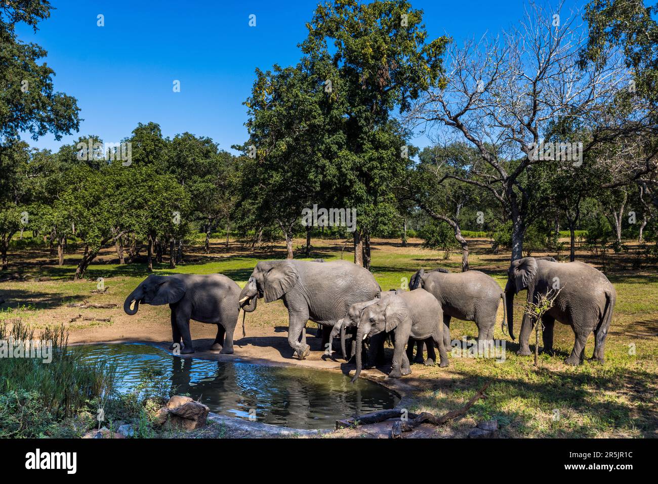 Éléphants visitant le bar avec cheminée au Thawale Tented Lodge dans le parc national de Majete, Malawi Banque D'Images