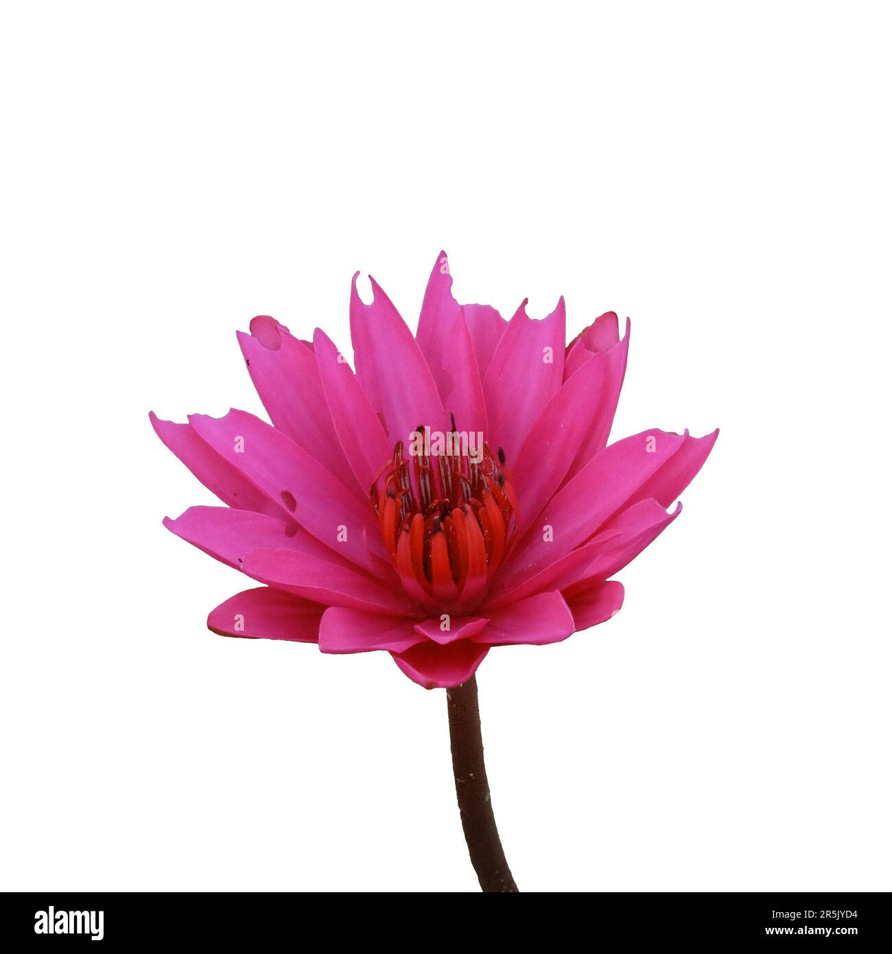 Une fleur de lotus rose en fleur capturée dans une image de gros plan isolée et détaillée. Banque D'Images