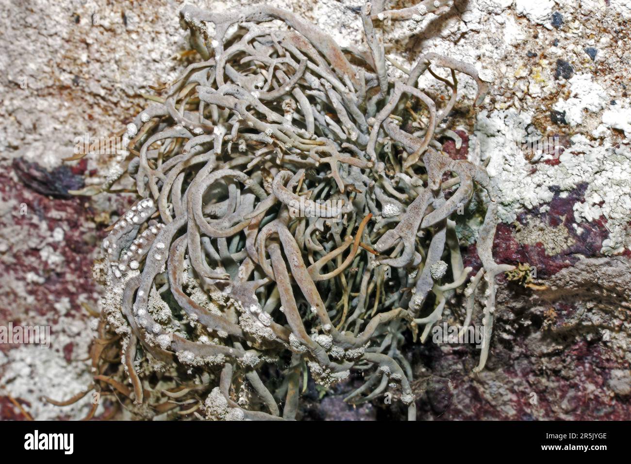 Roccella phycopsis est un lichen fruticose de roches côtières sèches et verticales et d'anciennes églises. Il est très rare en Grande-Bretagne, principalement confinée au sud-ouest. Banque D'Images