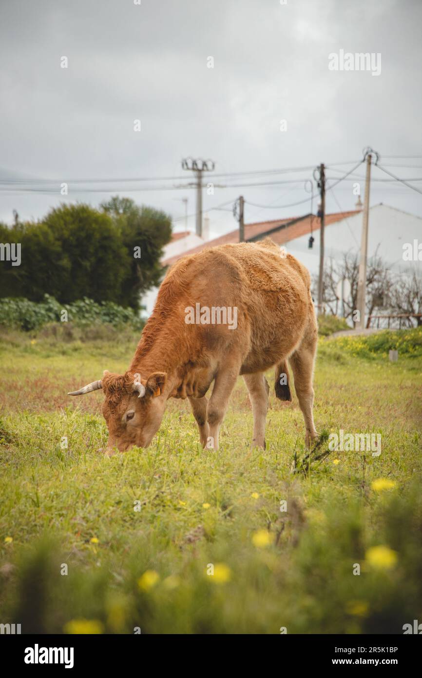 Le troupeau de vaches du sud-ouest du Portugal bénéficie de la liberté de mouvement et de l'herbe fraîche. Ferme de bétail biologique. Banque D'Images