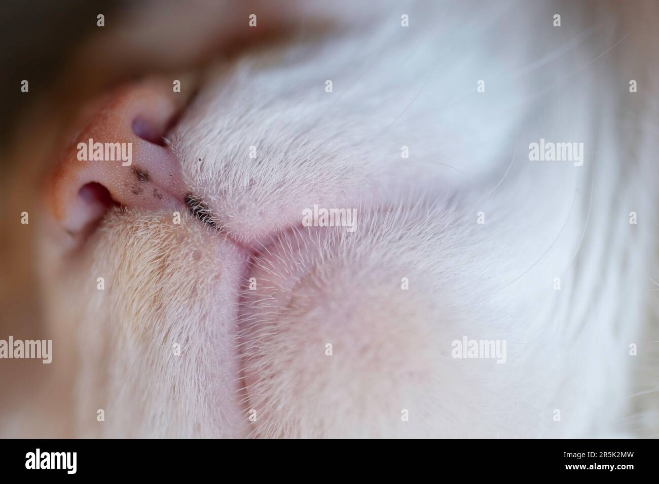 Vue avant du nez et de la bouche d'un chat rouge et blanc. Concentré sur les poils et le miroir nasal Banque D'Images
