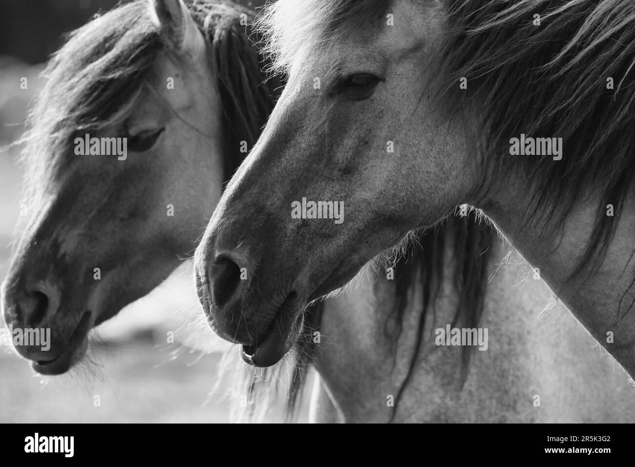 portrait de couple de chevaux en noir et blanc Banque D'Images