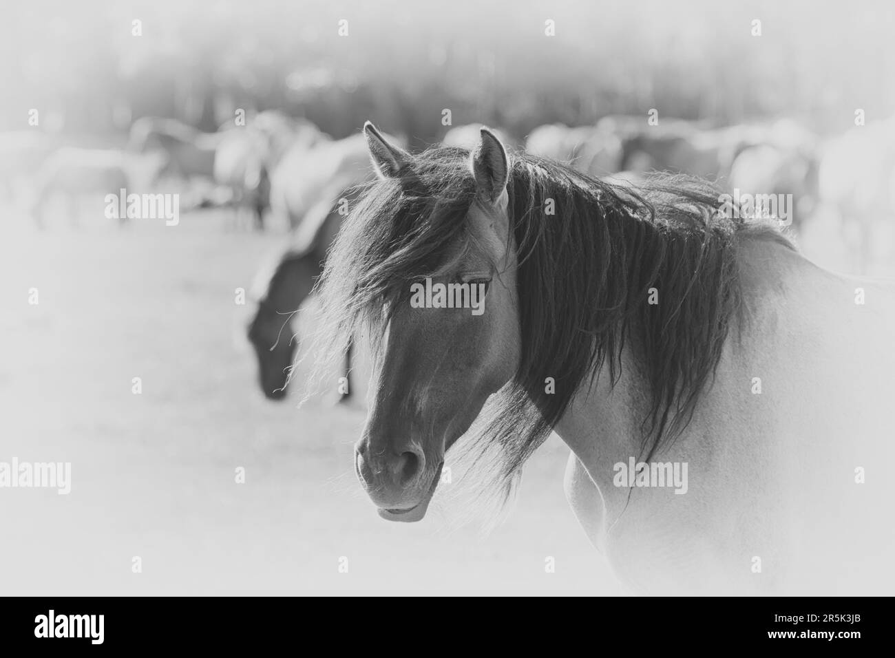 Portrait de cheval en noir et blanc haute clé Banque D'Images