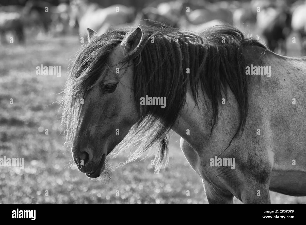 portrait de cheval en noir et blanc, touche basse Banque D'Images
