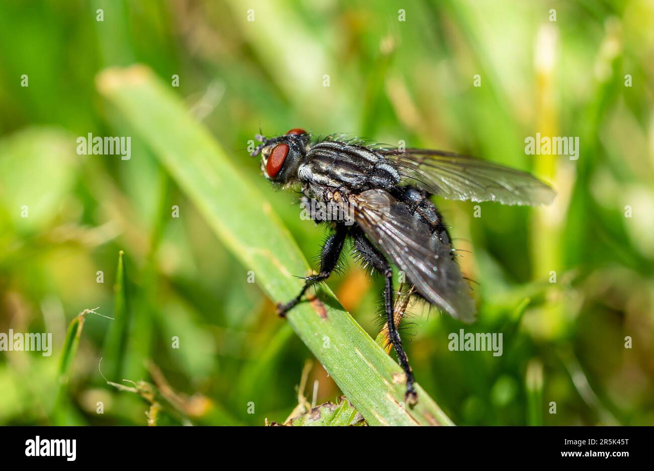 Fly sur une feuille verte Banque D'Images