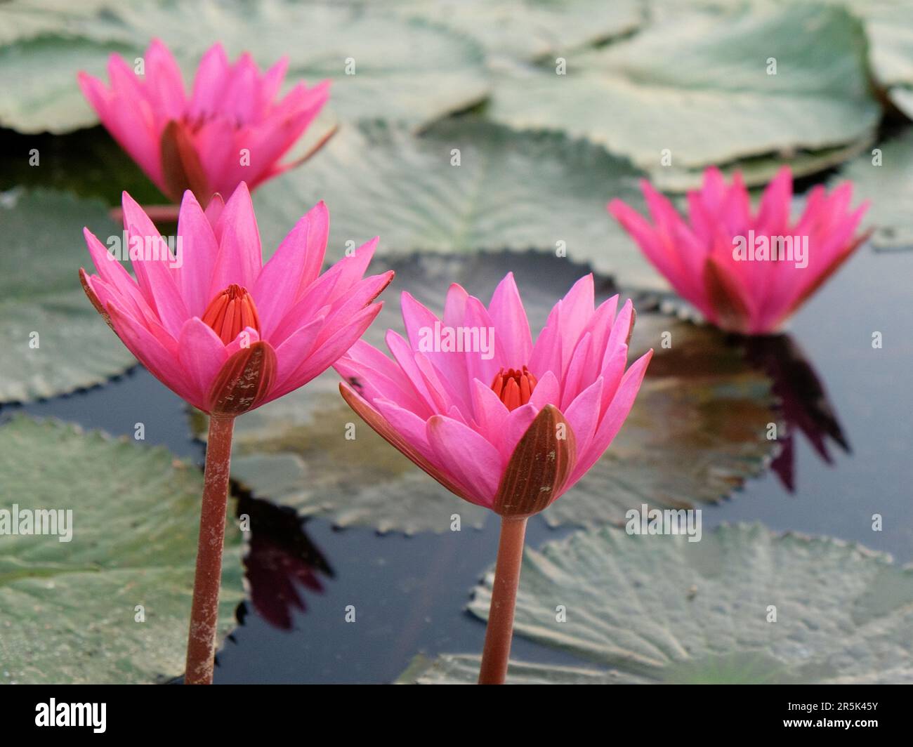 Quatre grandes fleurs de lotus rose, un gros plan. Banque D'Images