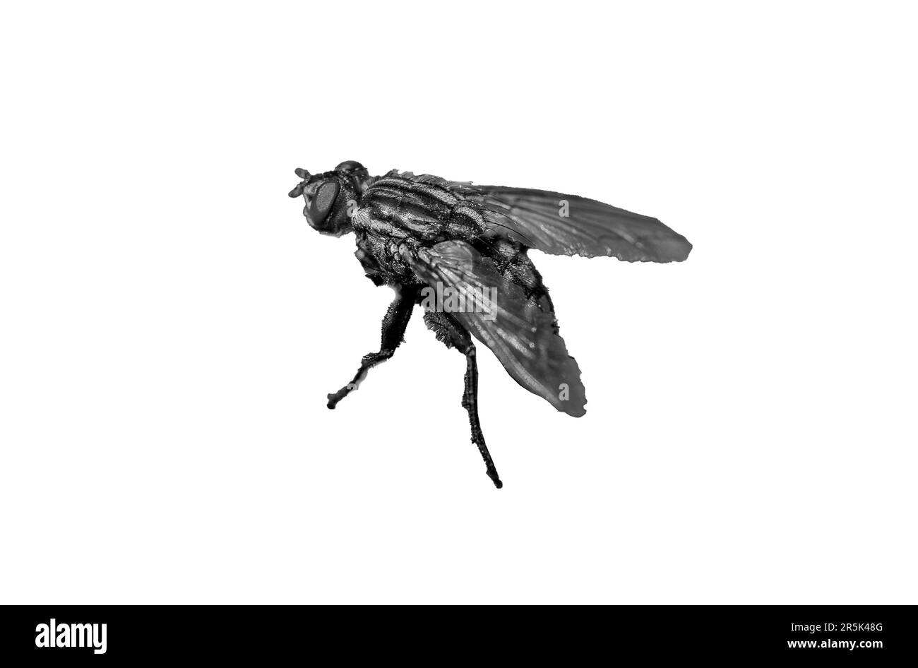 Fly isolé sur fond blanc Banque D'Images