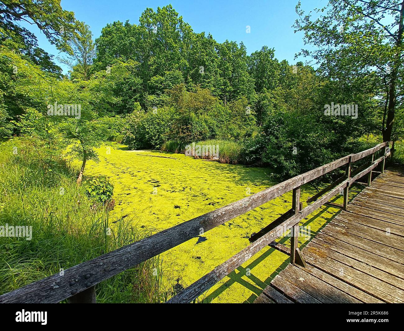 Vieux pont en bois traversant le lac oxbow au milieu d'une forêt de plaine inondable en Tchéquie, en Europe Banque D'Images