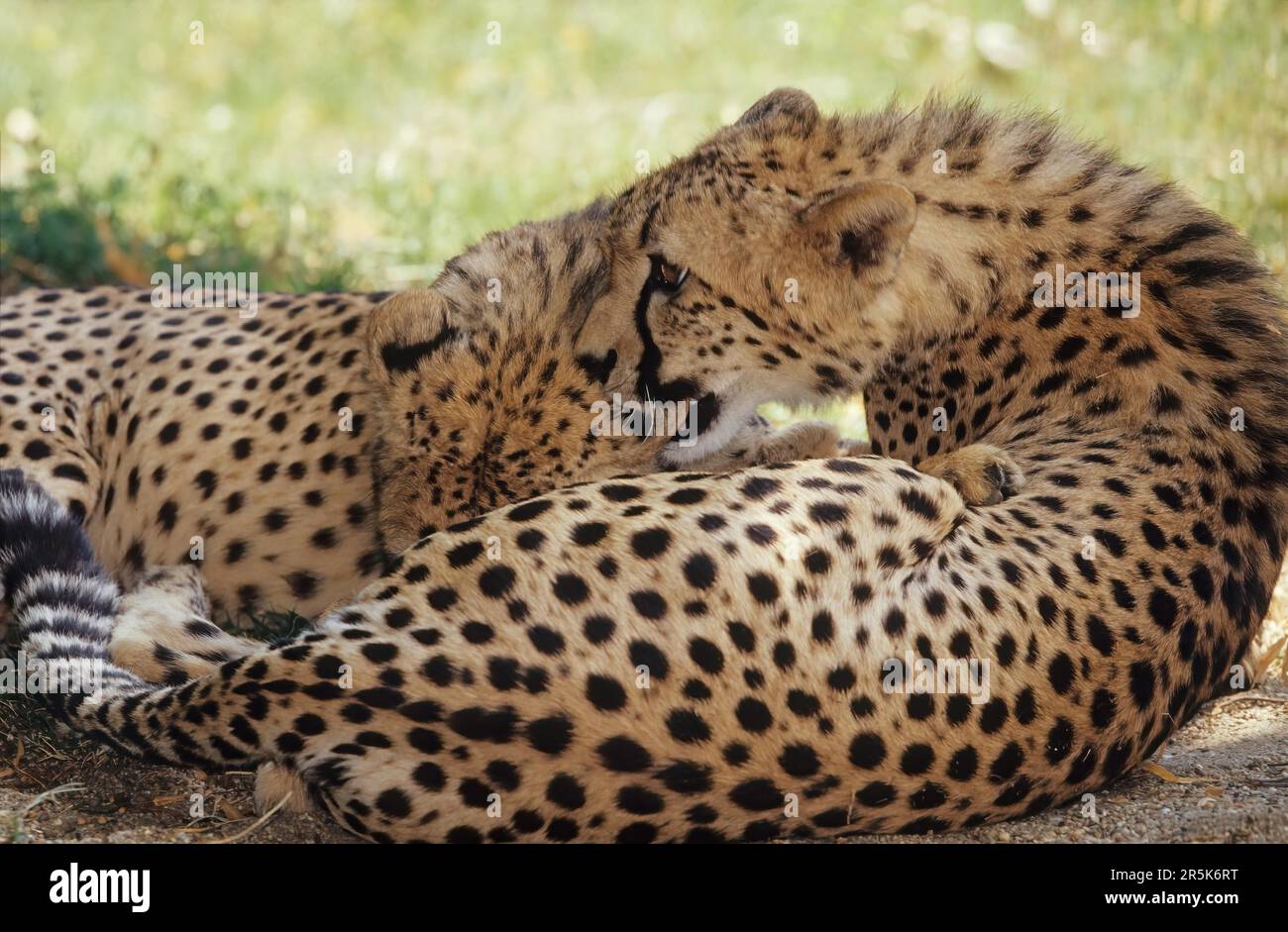 Le guépard (Acinonyx jubatus) est un grand chat originaire d'Afrique et d'Asie du Sud-Ouest (aujourd'hui limité au centre de l'Iran) Banque D'Images