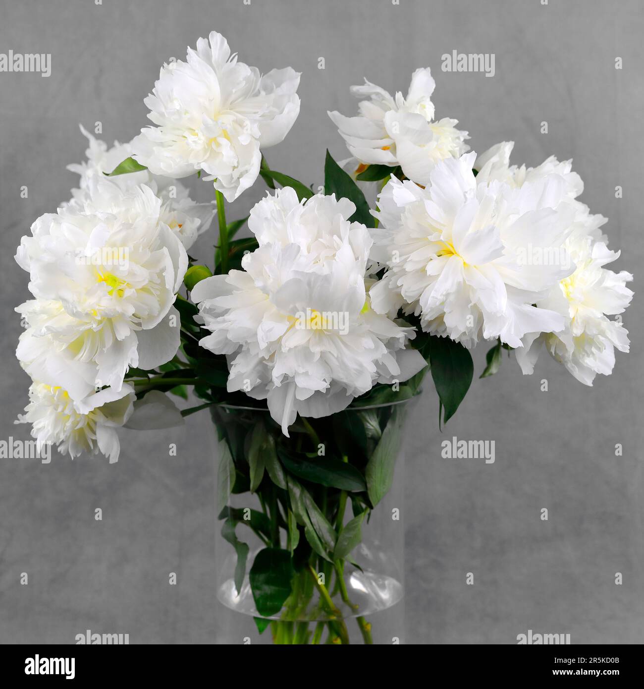 Pivoines blanches dans un vase en verre sur fond gris Banque D'Images