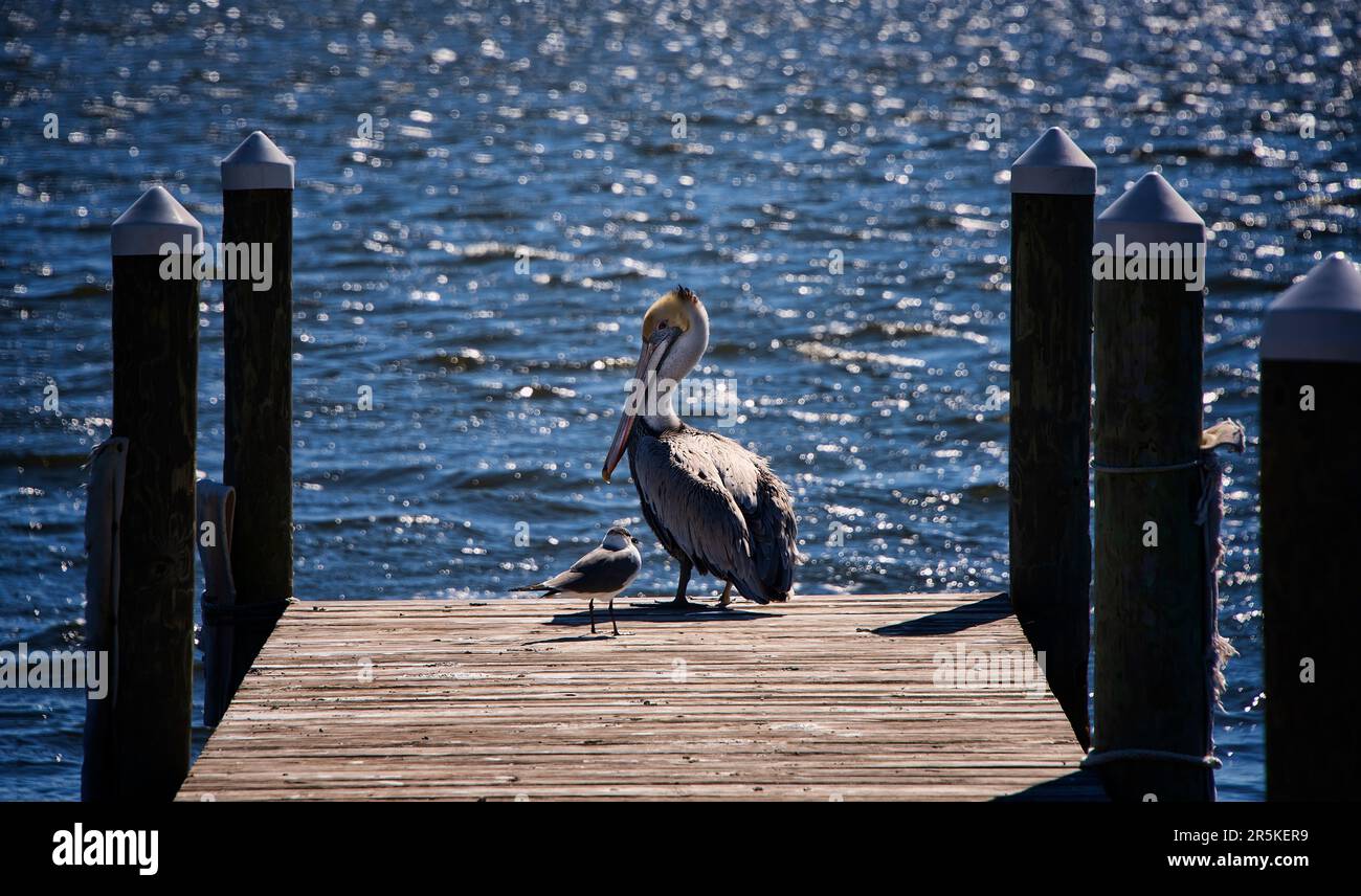 Sea Gull et Brown Pelican pendent au bout de la jetée. Banque D'Images