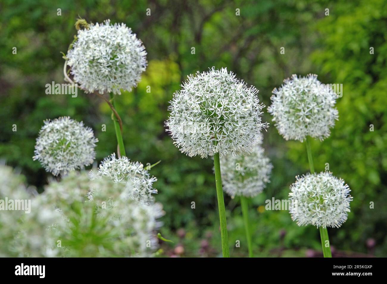 Allium 'Mont blanc' en fleur. Banque D'Images