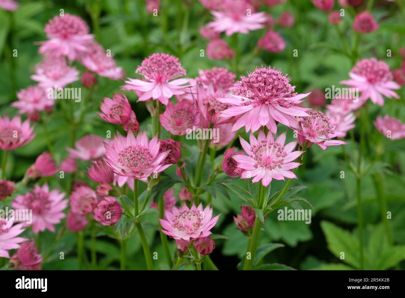Astrantia rose 'Roma' en fleur. Banque D'Images
