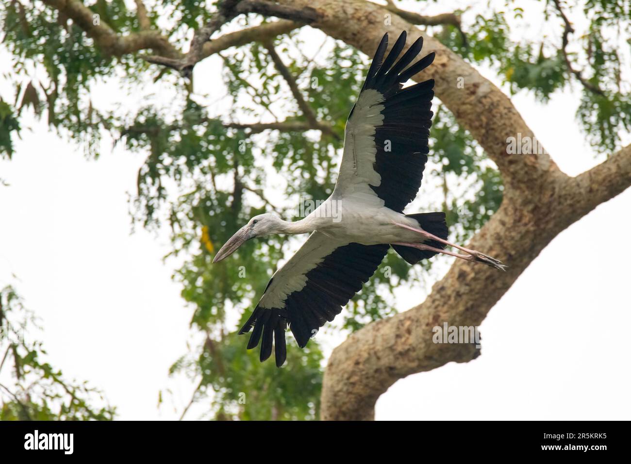 Asian Openbill Anastomus oscitans Parc national de Kazaranga, Assam, Inde 7 février 2023 Adulte en vol. Ciconiidae Banque D'Images