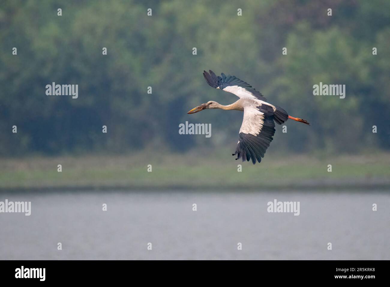 Parc national Asian Openbill Anastomus oscitans Karizanga, comté de Nagaon, Assam, Inde 7 février 2023 Adulte Ciconiidae Banque D'Images