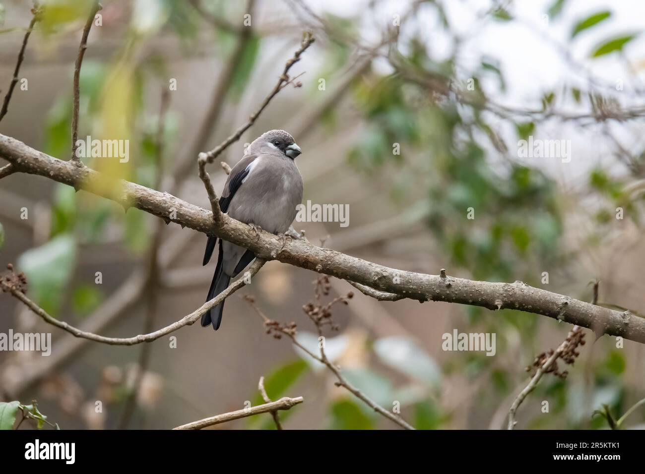Bullfinch brun Pyrrhula nipalensis Nanital, Inde 1 mars 2023 Adulte Fringillidae Banque D'Images