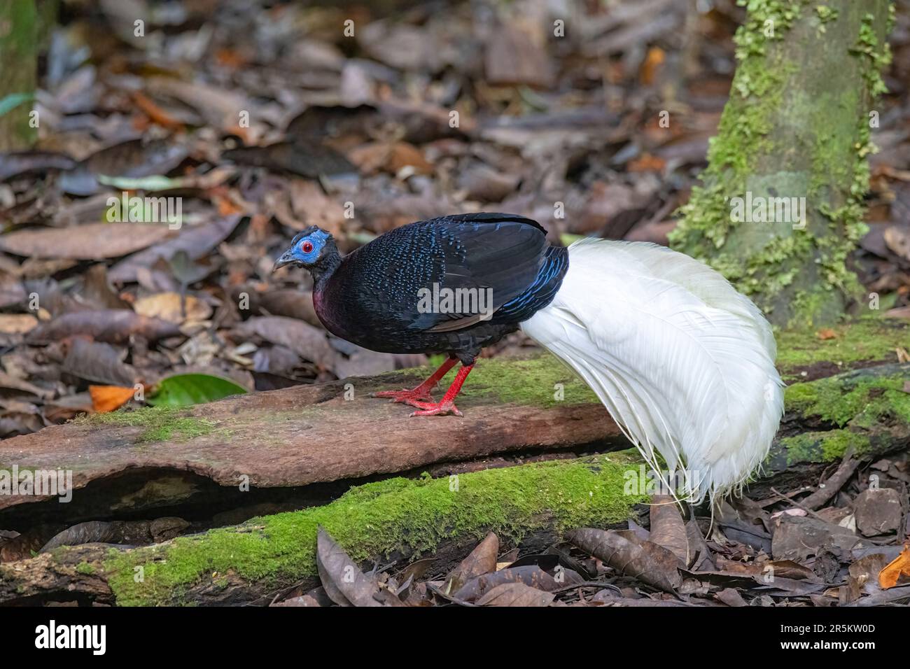 Bulwer's Pheasant Lophura bulweri Trus Madi, Bornéo, Malaisie 30 octobre 2022 homme adulte Phasianidae Banque D'Images