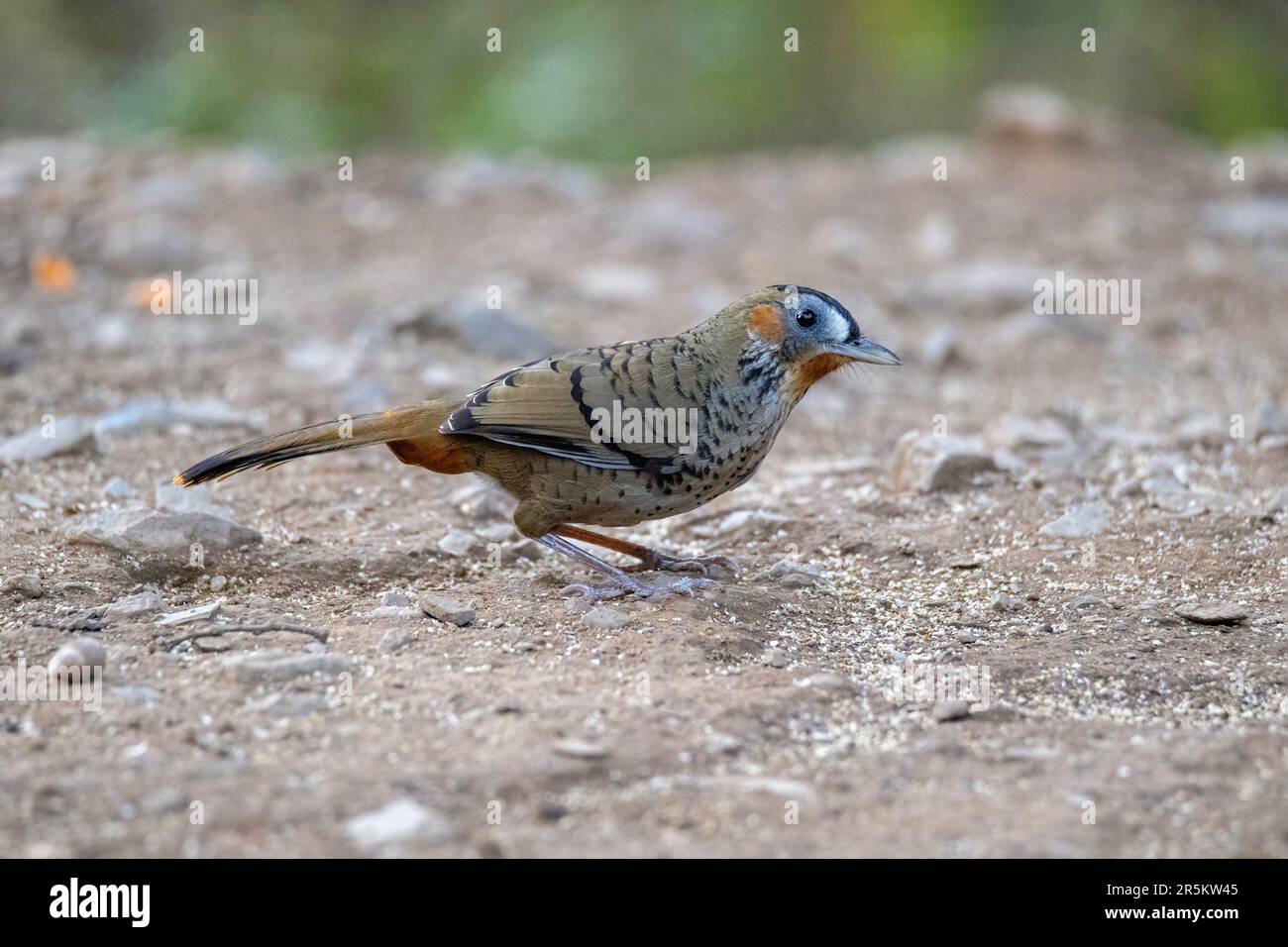 Laughingthrush à la marronnaie Ianthocinta konkakinhensis Prabhu's Bird Photography Hide, Nanital, Nainital County, Uttarakhand, Inde 28 février 202 Banque D'Images