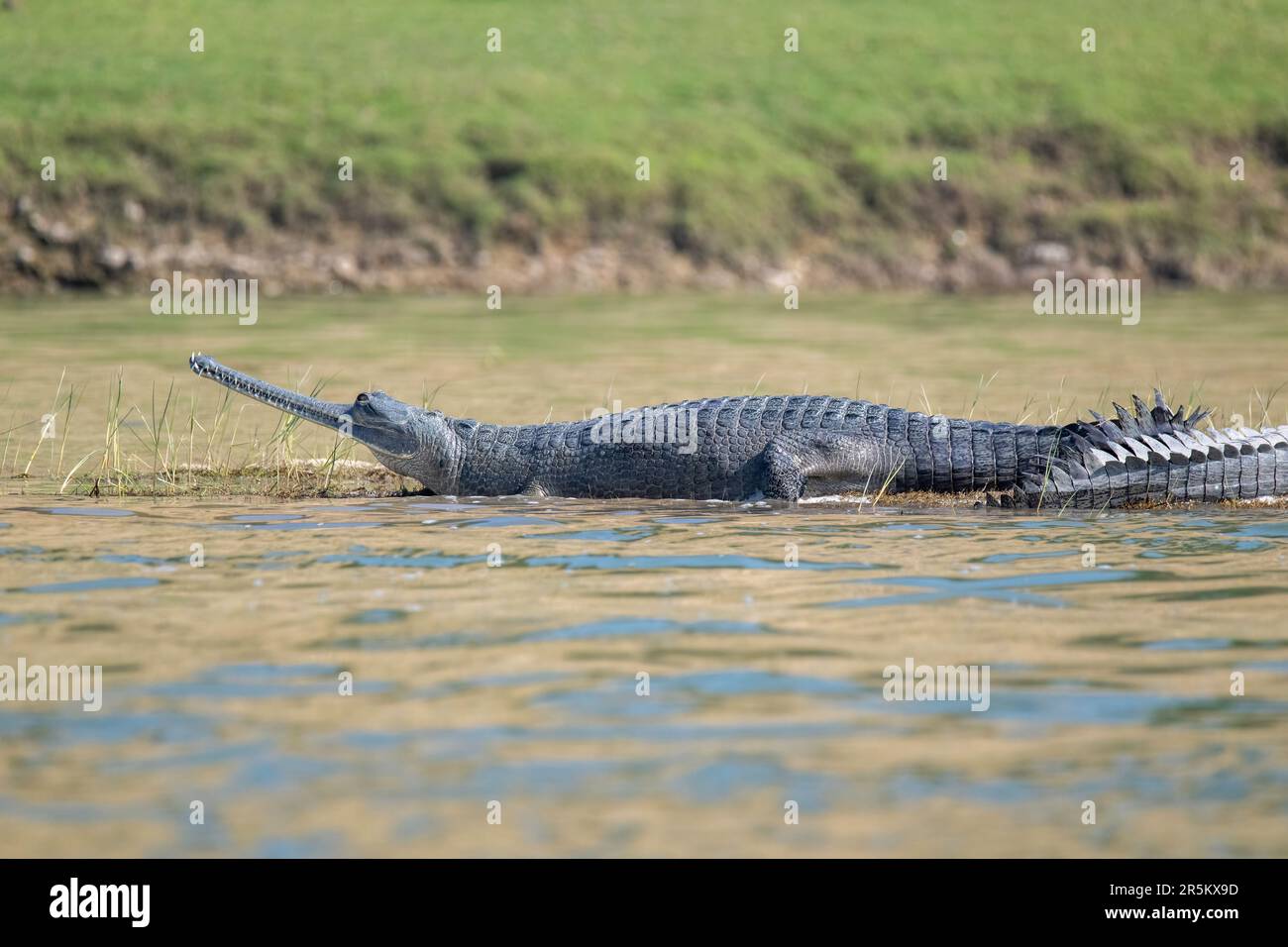 Gharial Gavialis gangeticus Chambal River, Uttar Pradesh, Inde 12 février 2023 Adulte Gavialidae Banque D'Images