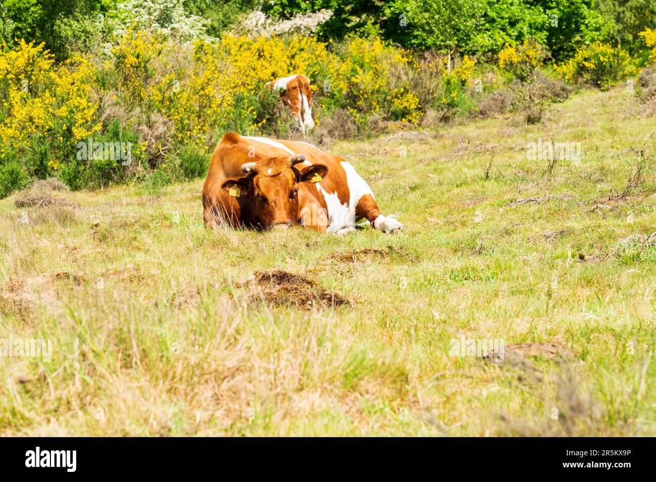 Guernesey race de vaches couchées dans un champ à Worcestershire, Royaume-Uni Banque D'Images