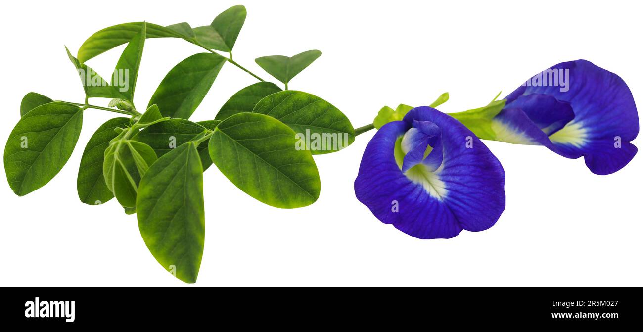 clitoria-ternatea-ou-fleur-bleue-aparajita-ont-beaucoup-de-valeur