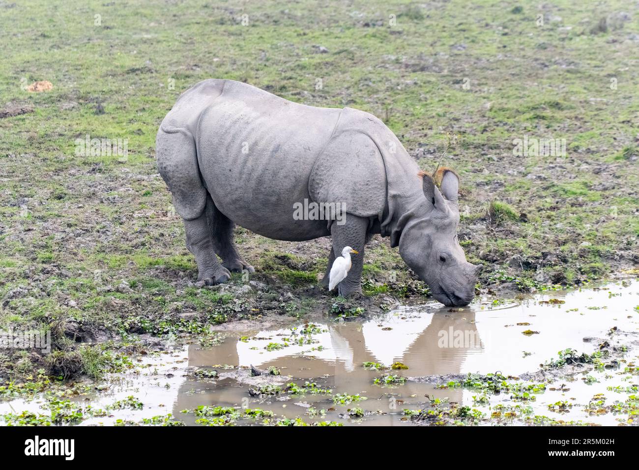 Grand Rhinoceros Rhinoceros unicornis Parc national de Karizanga, comté de Nagaon, Assam, Inde 7 février 2023 Adulte Rhinoceroti Banque D'Images