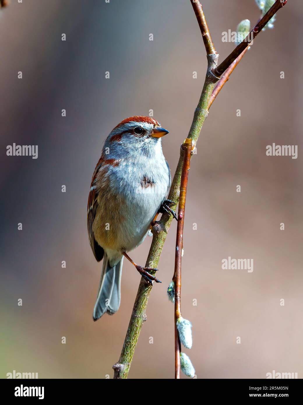 Vue rapprochée de l'American Tree Sparrow perchée sur la branche de bourgeon de feuilles d'arbre avec un arrière-plan brun flou dans son environnement et son habitat environnant. Bruant Banque D'Images
