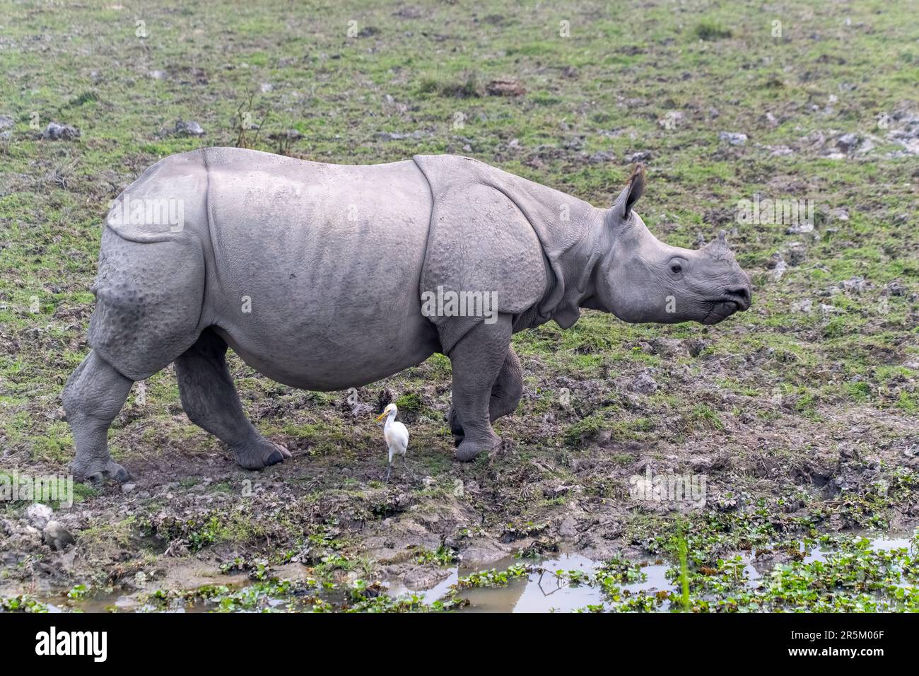 Grand Rhinoceros Rhinoceros unicornis Parc national de Karizanga, comté de Nagaon, Assam, Inde 7 février 2023 Adulte Rhinoceroti Banque D'Images