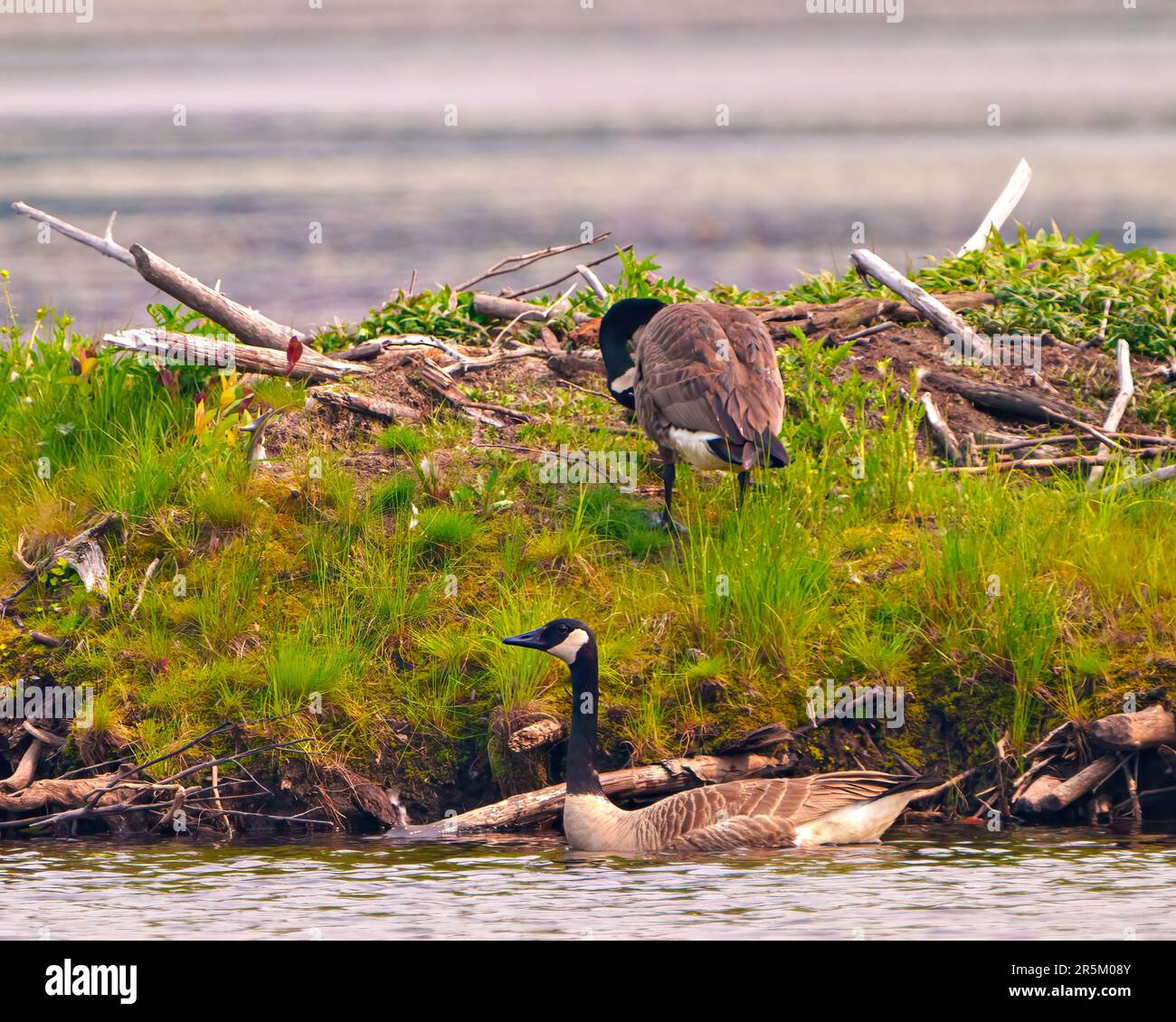 Couple des Bernaches du Canada nichant dans un pavillon de castors pour un endroit sûr pour incuber leurs œufs et apprécier leur environnement et leur habitat environnant. Banque D'Images