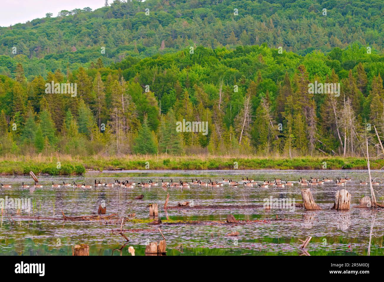 Groupe de Bernaches du Canada reposant sur l'eau avec un paysage forestier de fond dans leur environnement et habitat entourant. Banque D'Images