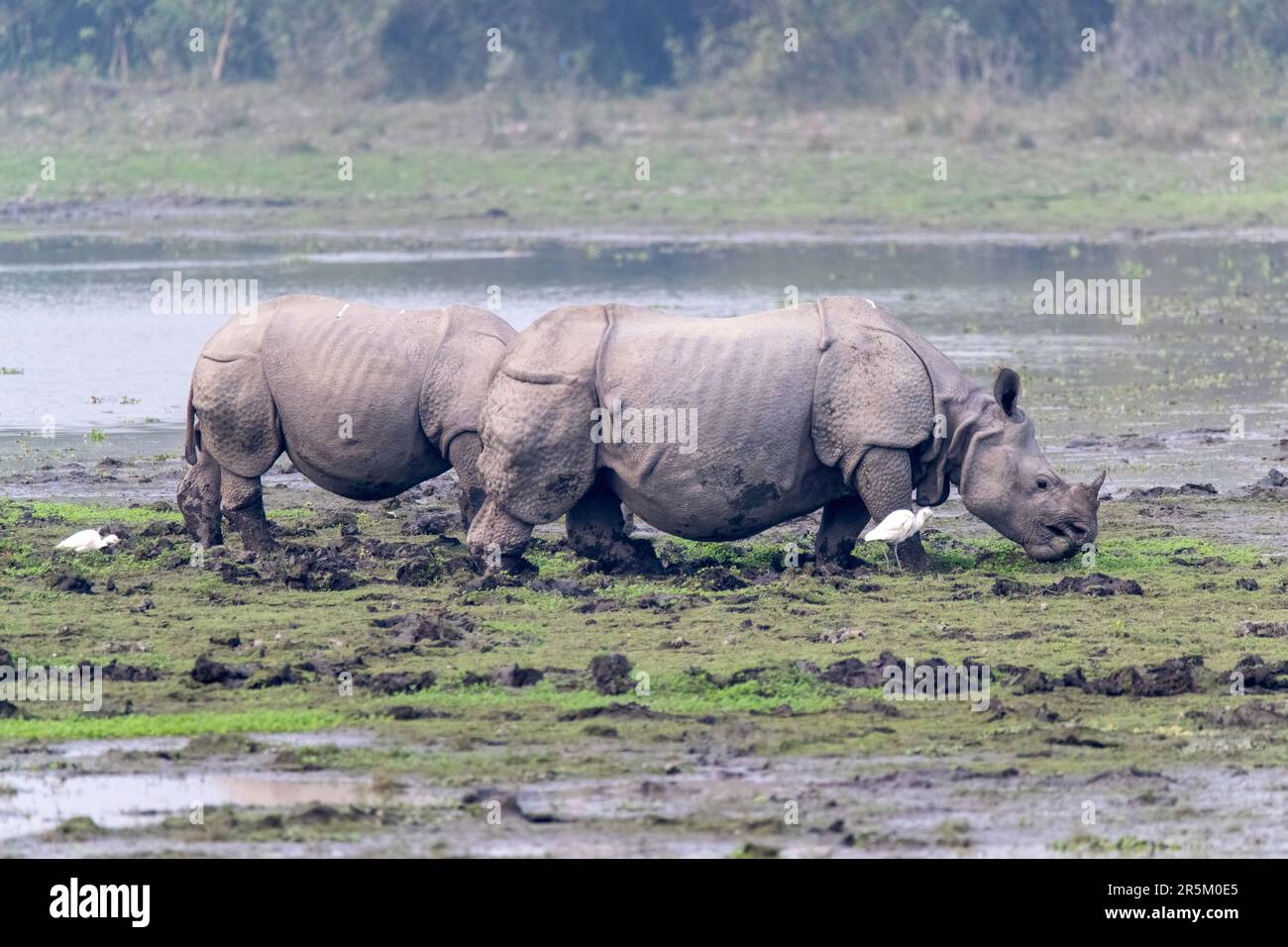 Grand Rhinoceros Rhinoceros unicornis Parc national de Karizanga, comté de Nagaon, Assam, Inde 7 février 2023 Adulte Rhinoceroti Banque D'Images