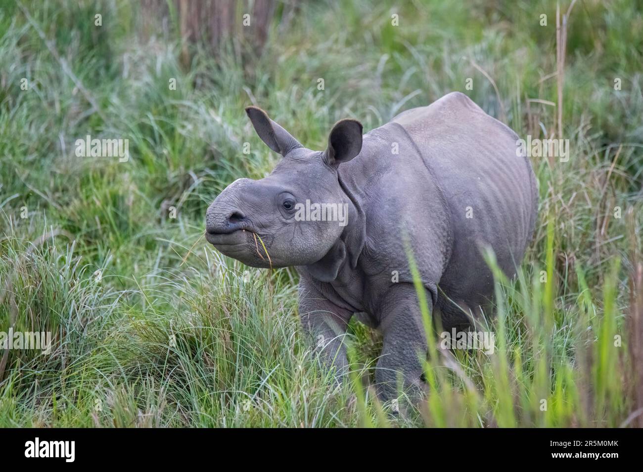 Grand Rhinoceros Rhinoceros unicornis Parc national de Karizanga, comté de Nagaon, Assam, Inde 9 février 2023 Immature Rhinoculer Banque D'Images