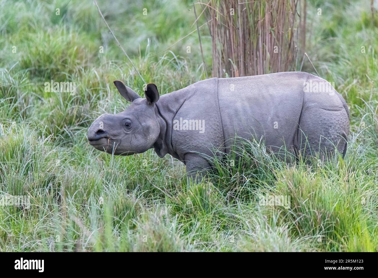 Grand Rhinoceros Rhinoceros unicornis Parc national de Karizanga, comté de Nagaon, Assam, Inde 9 février 2023 Immature Rhinoculer Banque D'Images
