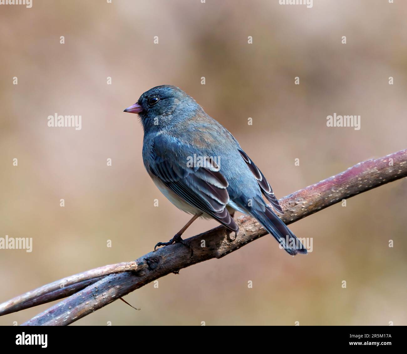 Vue arrière rapprochée de Junco perchée sur fond marron dans son environnement et son habitat environnant. Couleur Junco-Slate. Banque D'Images