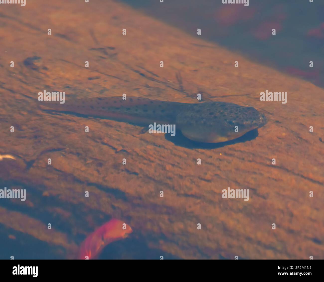 Le tadpole se reposant dans son milieu humide et son habitat entourant d'une eau floue. Photo d'annonce. Banque D'Images