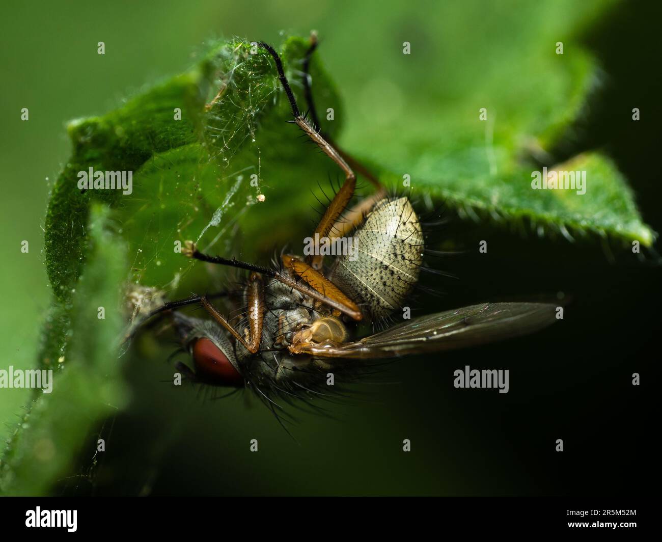 Trouver la solace dans l'étreinte de la feuille: Une mouche intelligente cherche l'abri à l'envers. Banque D'Images