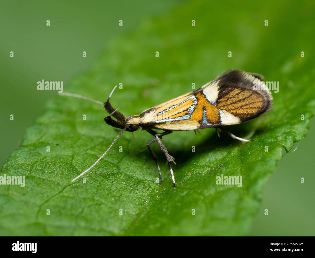 Un visiteur vibrant : un papillon coloré perche délicatement sur une feuille verte, révélant ses teintes exquises dans une vue latérale captivante Banque D'Images