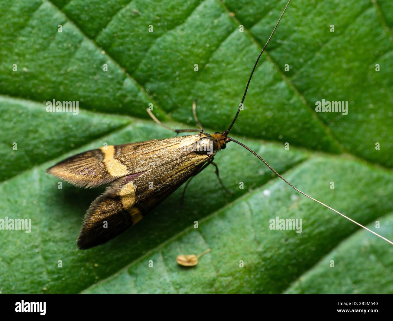 Visiteur nocturne silencieux : un papillon se perce avec élégance sur une feuille, ses longues antennes à la recherche des mystères invisibles de la nuit Banque D'Images