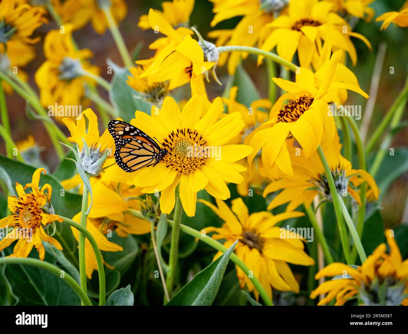 Fleurs printanières avec un papillon Monarch Banque D'Images