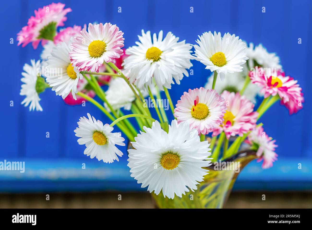 Un bouquet de pâquerettes. Bouquet lumineux de fleurs blanches et roses. Gros plan Banque D'Images