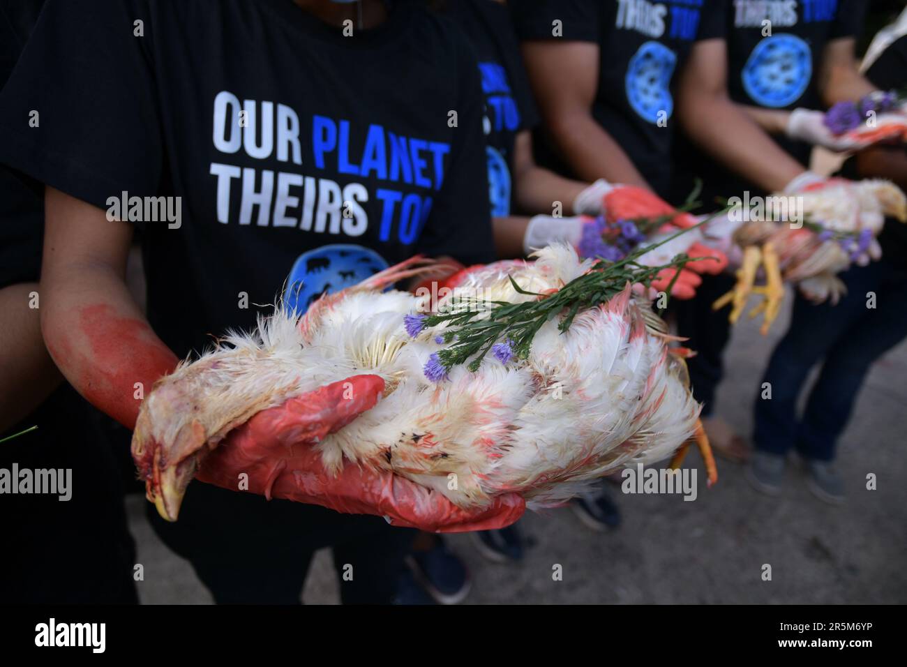Kolkata, Inde. 04th juin 2023. Les militants des droits des animaux tiennent le poulet mort alors qu'ils célèbrent une cérémonie commémorative pour commémorer les animaux qui ont perdu la vie l'année dernière par les humains. Crédit : SOPA Images Limited/Alamy Live News Banque D'Images
