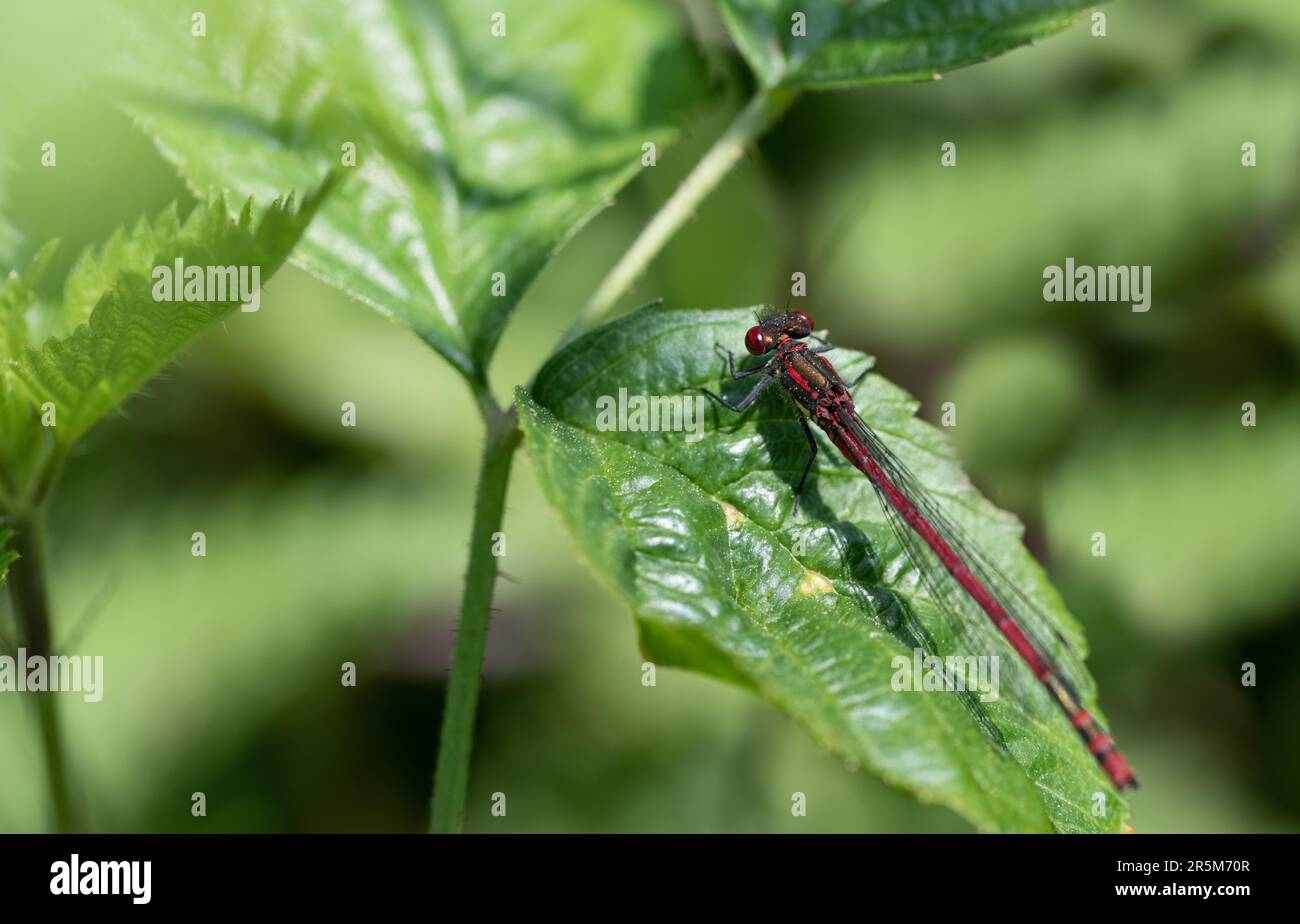 Une petite libellule rouge, un adonis précoce, est assise sur une feuille verte dans la nature Banque D'Images