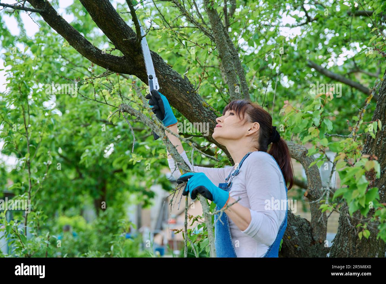 Femme sciant des branches sèches sur un arbre dans le jardin Banque D'Images