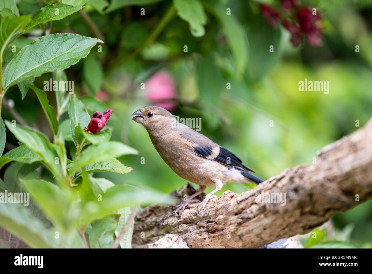 Jeune Bullfinch eurasien (Pyrrhula pyrrhula) perché sur une branche se nourrissant des fleurs d'un arbuste de jardin, weigela -Yorkshire, Royaume-Uni (juin 2023) Banque D'Images